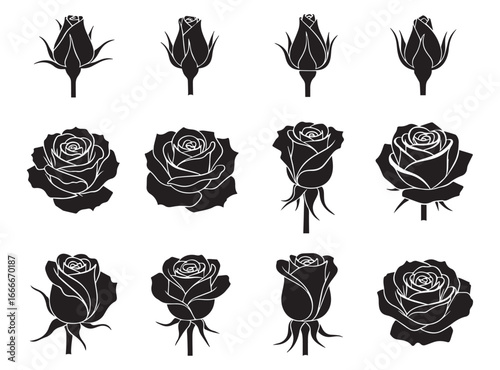 Collection of twelve detailed black and white ink sketch illustrations of rose buds and fully bloomed roses isolated on transparent background