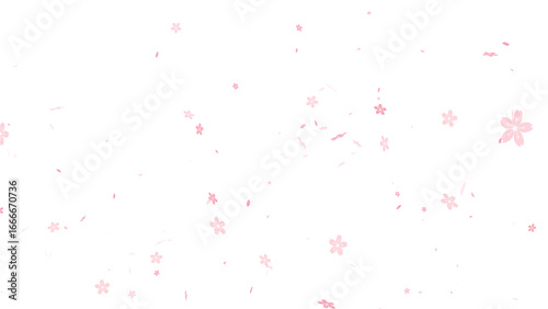 Falling pink cherry blossom petals and flowers scattered in the air. Beautiful sakura floral overlay element for spring season designs. Isolated graphic resource with a transparent background.