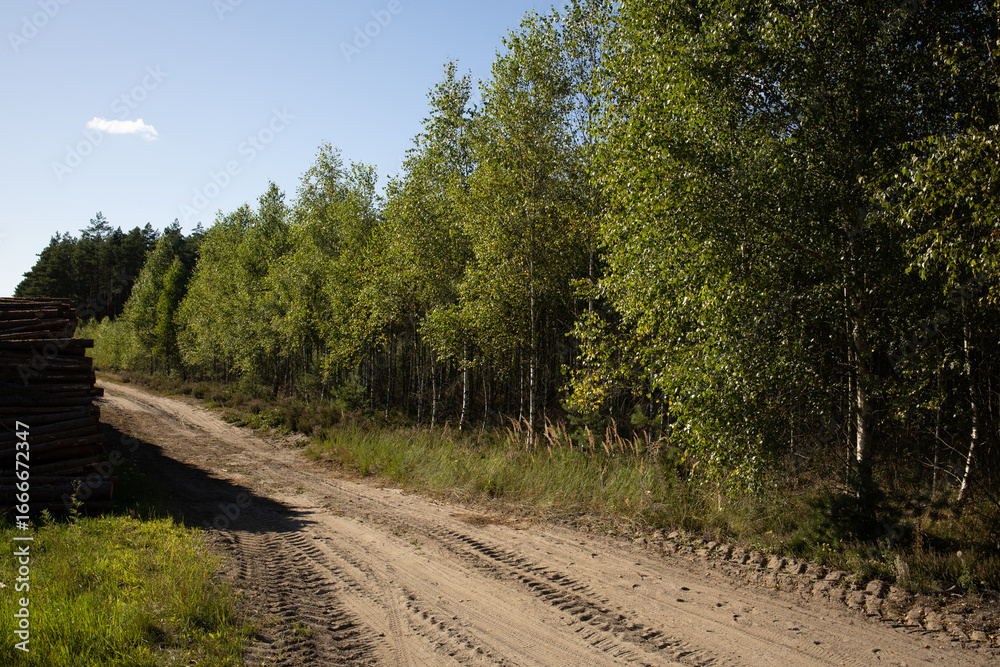 Obraz premium forest landscape, deciduous forest, road and pile of cut firewood