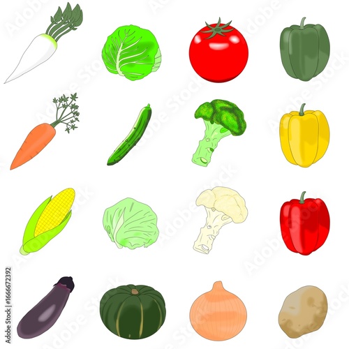 新鮮な野菜の集合イラストセット