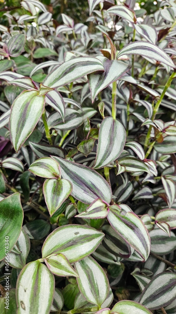 Obraz premium Abstract Background of Striped Tradescantia zebrina Foliage
