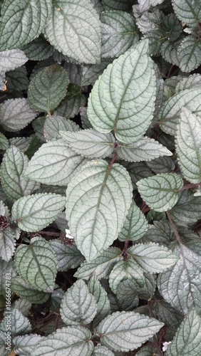 Persian Shield Leaves (Strobilanthes dyerianus) with Metallic Green Foliage