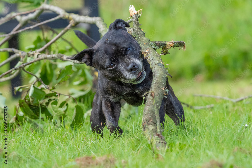 Obraz premium Stafford Bull terrier American, playing with strong branch 2025