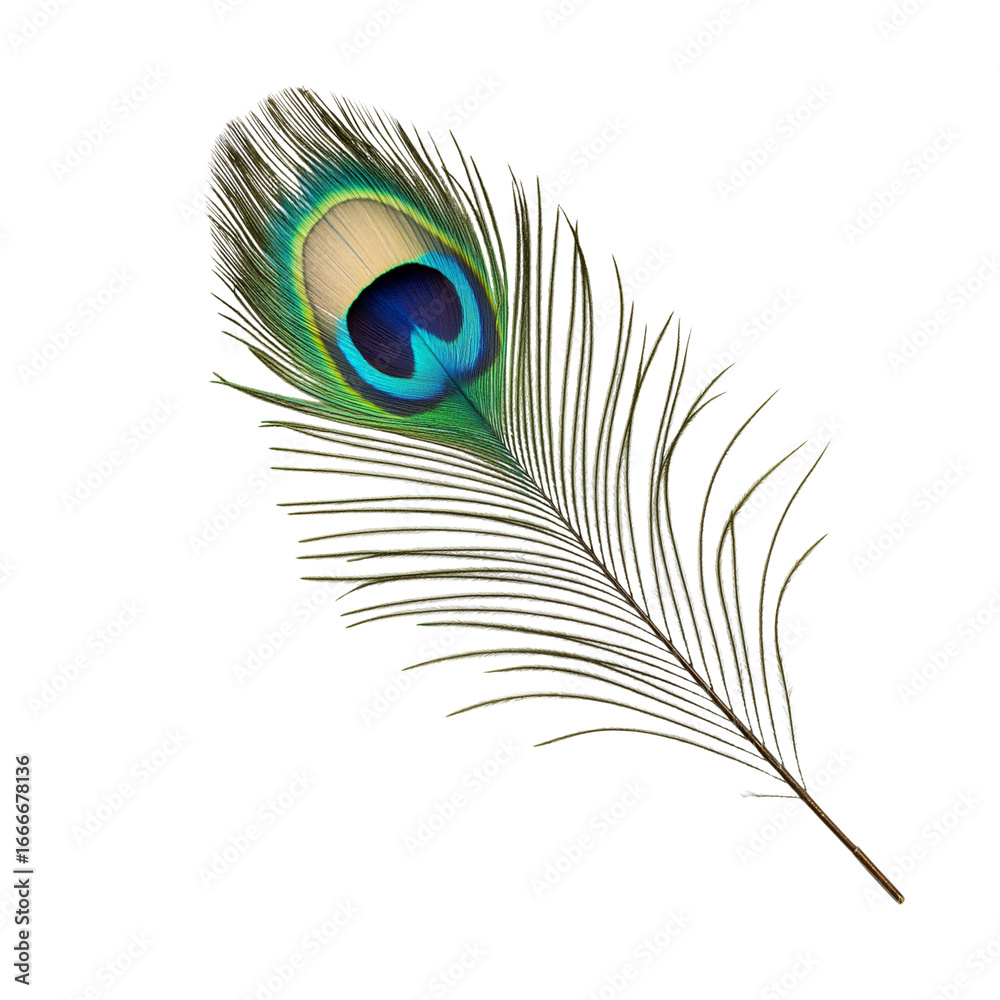Fototapeta premium Ornamental Peacock Feather Transparent Background