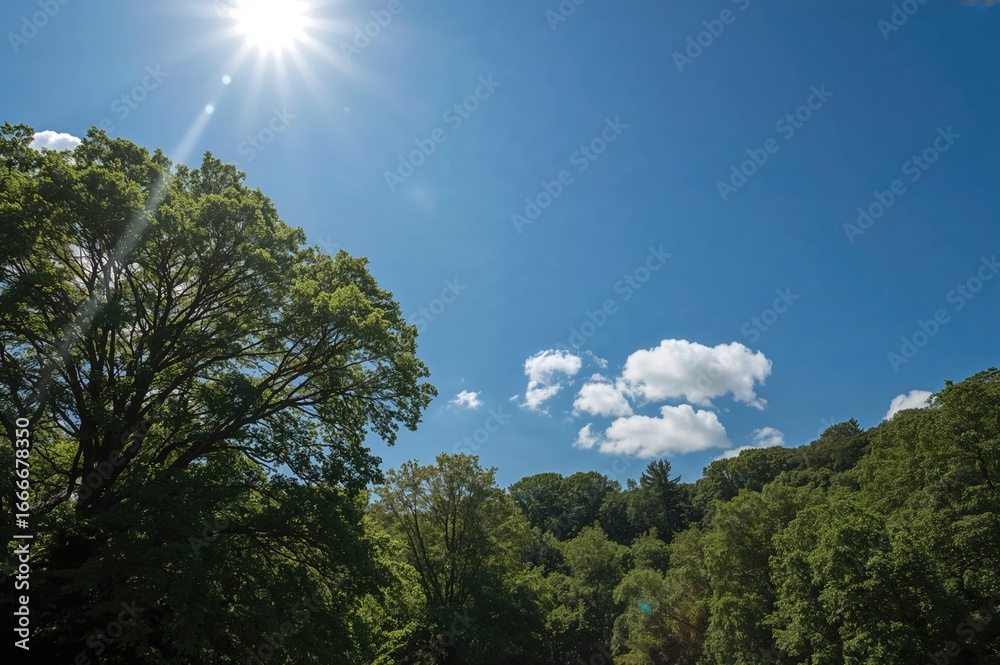 Fototapeta premium Tall verdant trees against the backdrop of the sky