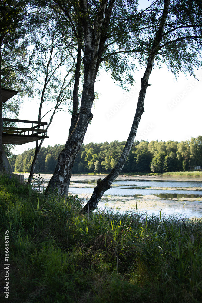Naklejka premium The trees grow at the very edge of the high river bank