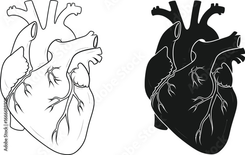 Human heart anatomy diagram cardiac organ medical illustration art