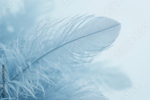 Soft light blue backdrop with fluffy feathers