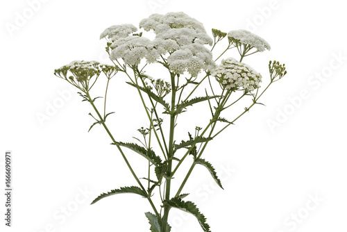 image of yarrow plant featuring isolated on white background, png, ai generated.
