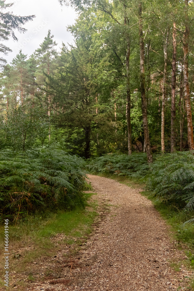 Fototapeta premium Yateley Common in Hampshire United Kingdom