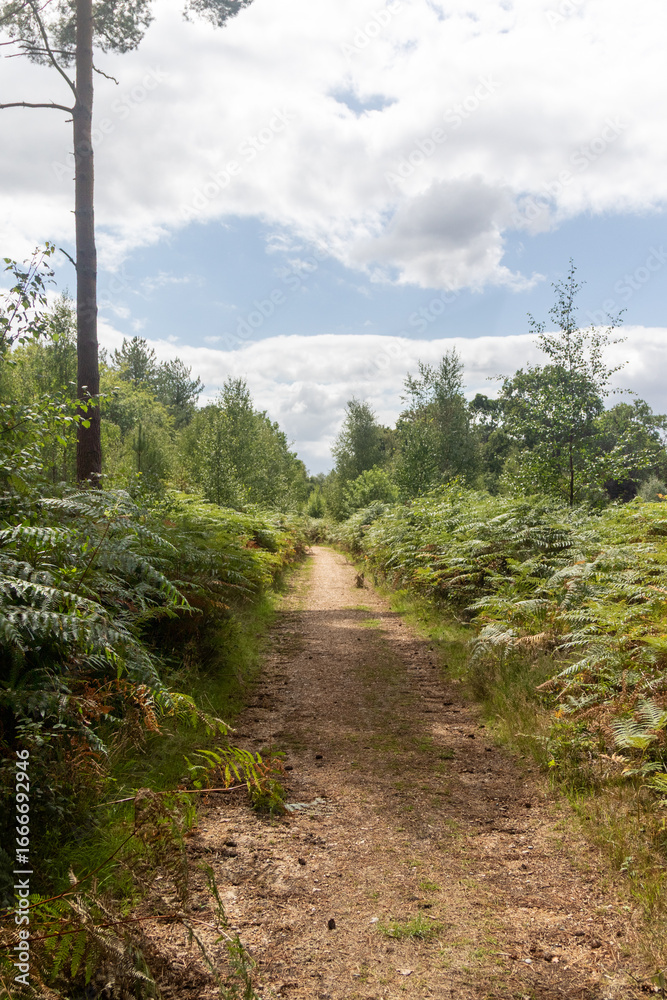 Fototapeta premium Yateley Common in Hampshire United Kingdom