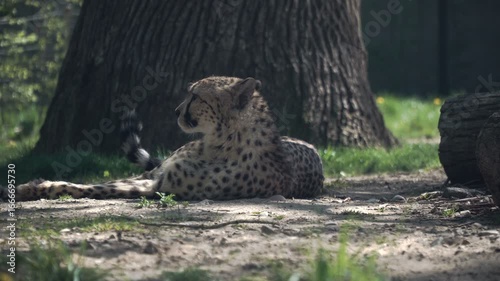 A cheetah lies under a tree in the shade, sheltering from the heat. Cheetah meowed, calling its cubs or other cheetahs. Fastest predator of feline family. African safari in the wild. Tourist route.