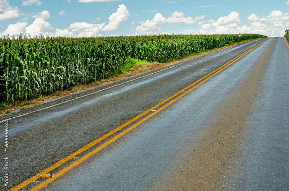 Fototapeta premium Mechanized corn crop, at margin of the GO-10 highway, between the municipalities of Luziania and Caldas Novas – Goias, Brazil, Sep 2019