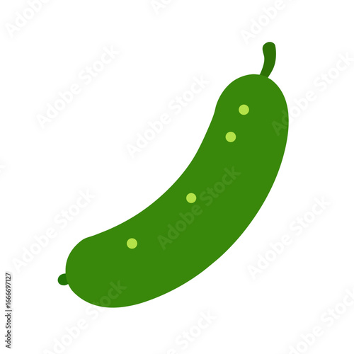 zucchini vector illustration