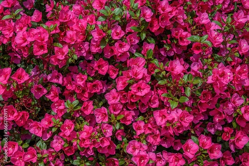 A vivid, drought-resistant ...