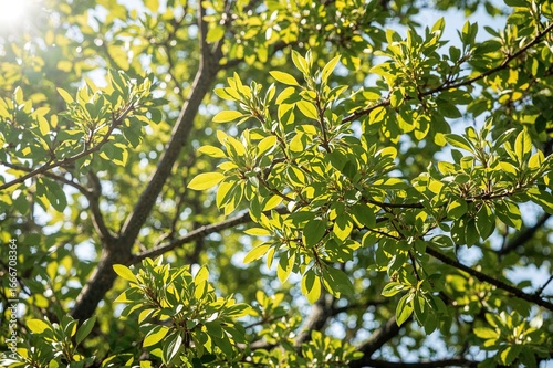 A fresh spring branch adorn...