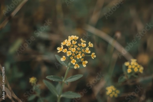 A Cluster of Tiny Yellow Bl...