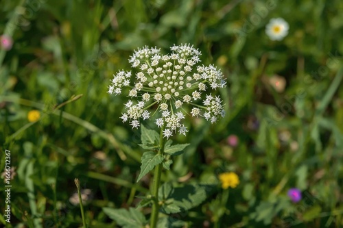 Ammi majus, also known as b...
