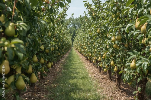 An orchard showcasing tall,...