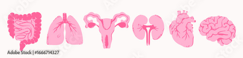Human internal Organs, body parts set. Pink modern style. Intestines, lungs, female reproductive system, kidneys, heart, brain. Hand drawn trendy Vector illustration. Isolated design elements