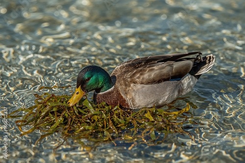 A Female Duck Eating Seaweed