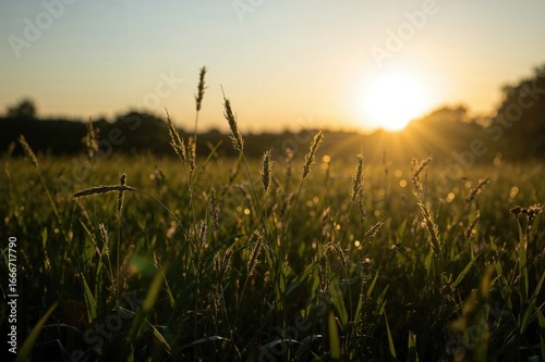 Silhouette of a grassy mead...