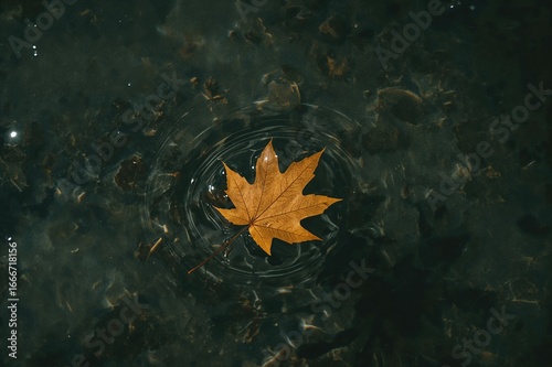 A single leaf floating acro...