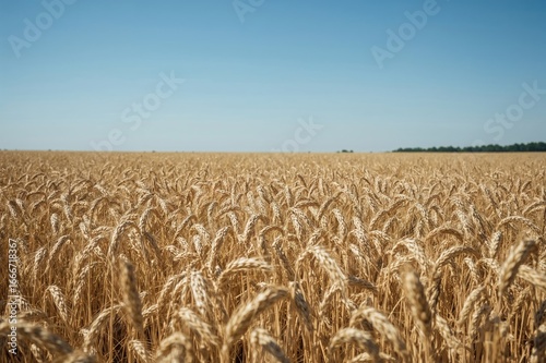 Expansive golden wheat read...