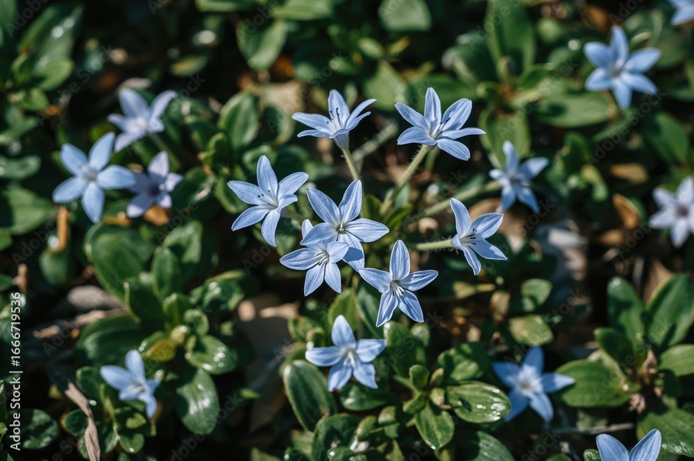 Obraz premium Blue floral star shapes against a backdrop of green foliage