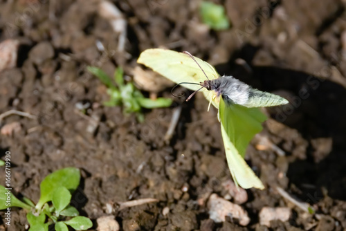 Cuadro en lienzo Brimstone Butterfly