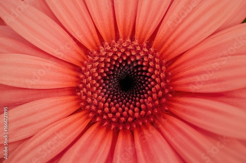 Close-up of a vibrant daisy...