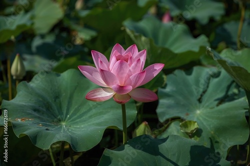 Close-up of a vibrant pink ...
