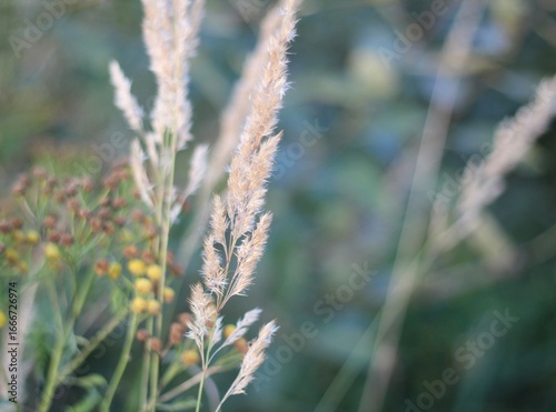 Minimalism wallpaper background simple photo outdoor plant wild grass	
