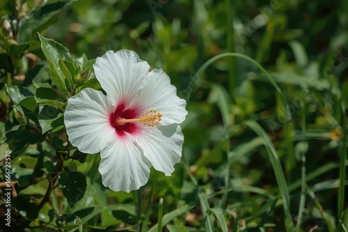 Different types of hibiscus...