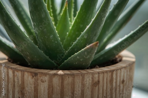 Close-up of an Aloe vera in...