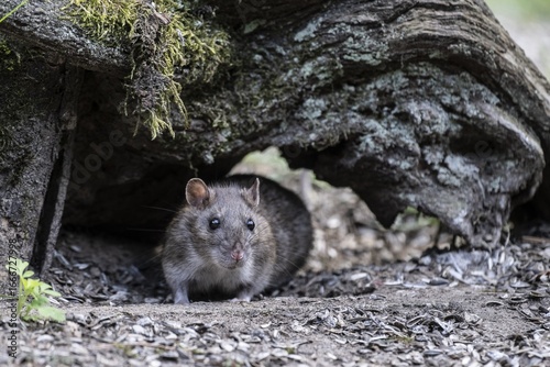 Norway rat (Rattus norvegicus), Emsland, Lower Saxony, Germany
