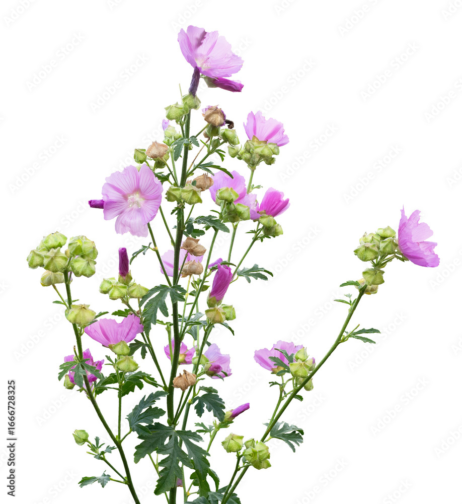 Obraz premium Musk mallow, Malva moschata, blooming isolated on a transparent background, png, common garden flower, photography