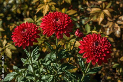 Three crimson Chrysanthemum...