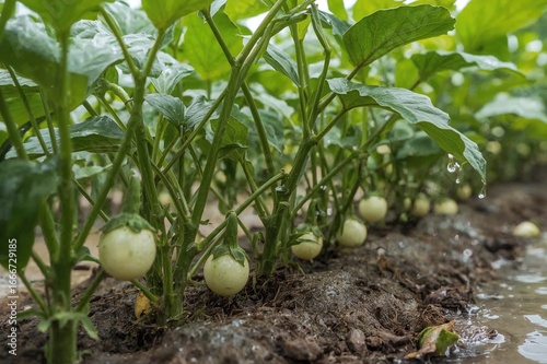 Vegetables thrive with adeq...