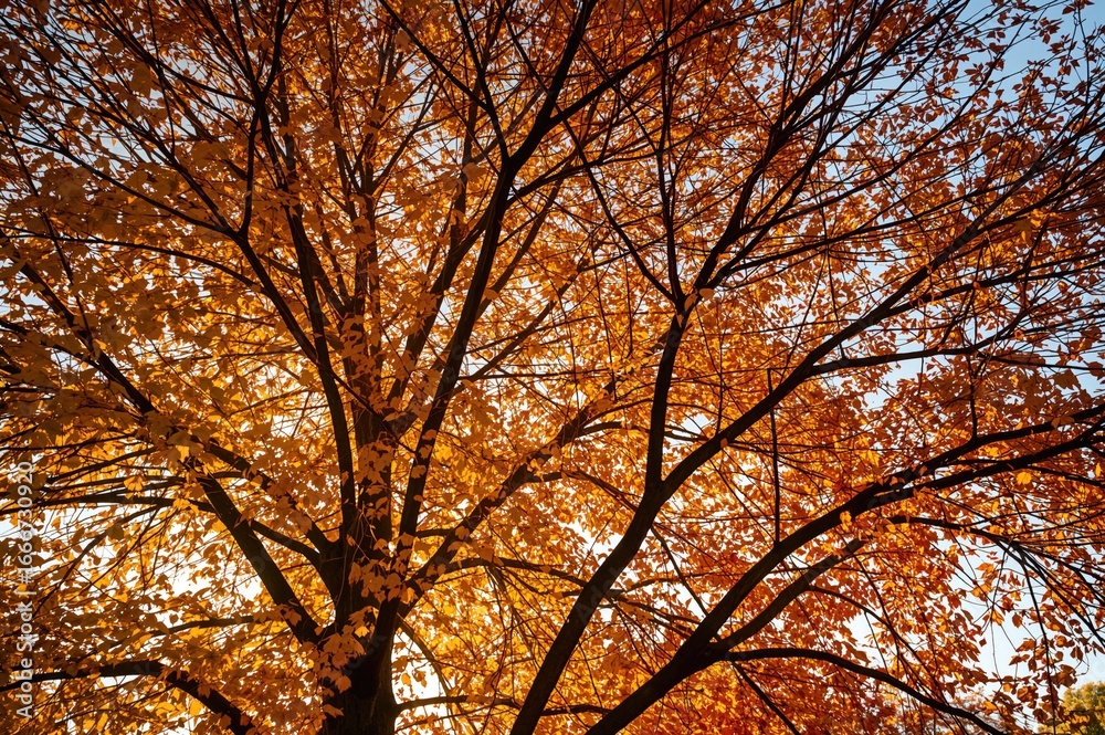 Fototapeta premium Sunlit golden foliage creates a vivid, cozy canopy in autumn's embrace.