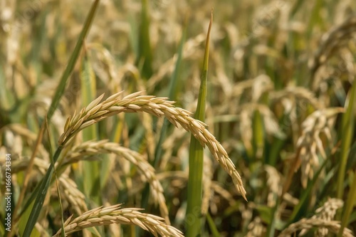 Detailed view of rice grains on a stalk in a lush golden field