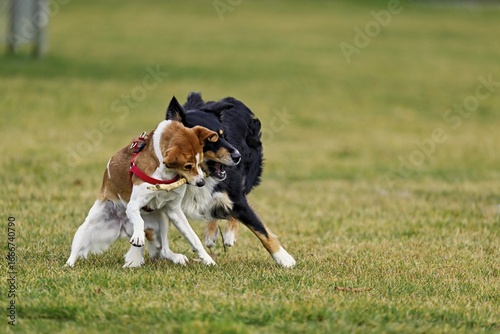 Mixed breed dog between Border Collie and Australian Shepherd plays with Beagle, Switzerland
