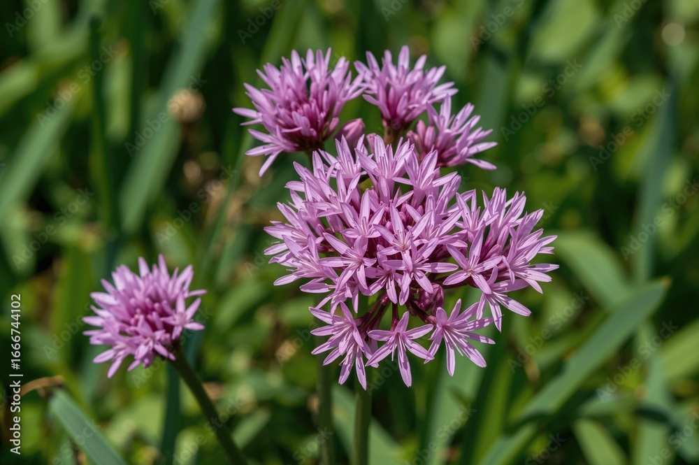 Fototapeta premium Summer blooming edible onion herb with pink-purple flowers