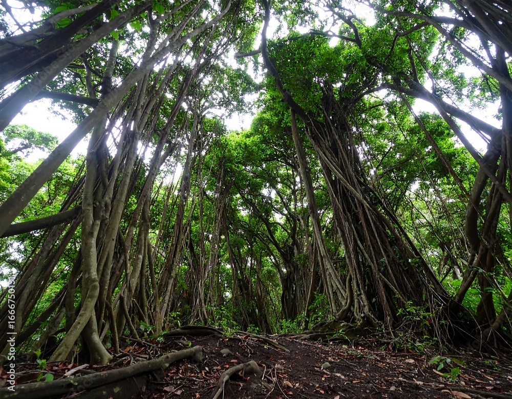 Obraz premium Lush forest canopy, tall trees, intricate root system
