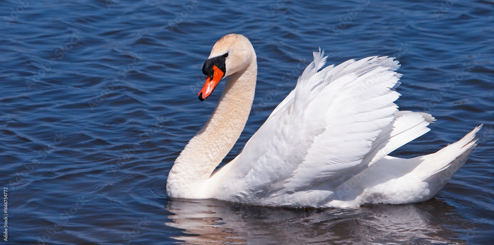 Naklejka premium The mute swan male bird on the water, Cygnus olor, copy space