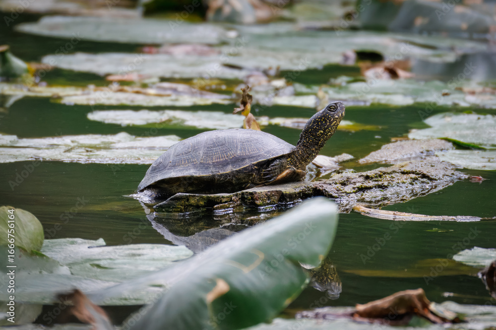 Fototapeta premium An adult European pond turtle lies on a wooden log, basking on a summer day, perpendicular to the camera lens, with green water leaves in the background.