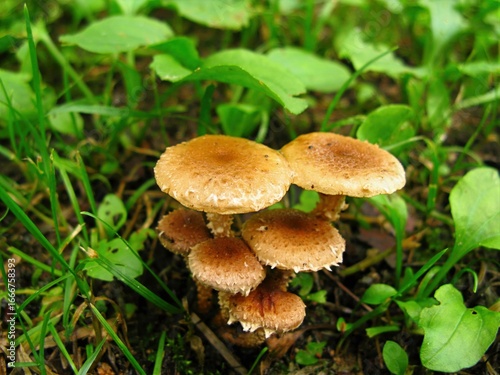 Foto Pholiota terrestris, Ttangbineul Beoseot mushroom with scaly brown cap and long stem, a saprophytic fungus growing in clusters on soil from spring to autumn