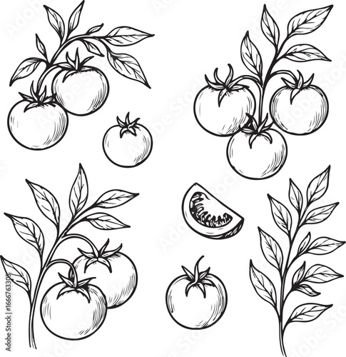 italian food hand-drawn