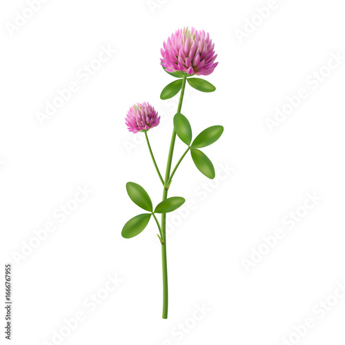 Wildflower trifolium pratense red clover. Vector realistic isolated herbaceous species of flowering plant. Flora with long brunch stem and green leaves, foliage and simple flourishing