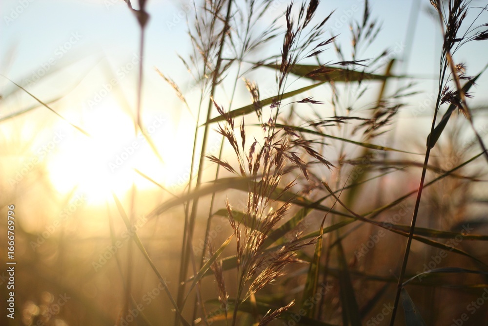 Fototapeta premium Photo with plant in the evening sunset sunshine beautiful picture simple minimalism style nature